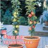 果樹苗 芭蕾蘋果苗 果樹苗 木柱狀 蘋果樹苗 可室內盆栽果樹苗