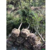 浙江雞爪槭2*新報價/雞爪槭2圖片