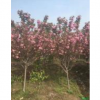 櫻花 日本晚櫻花行情報價\櫻花 日本晚櫻花圖片展示