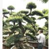 福建漳州 造型榆樹 榆樹樁景農戶直接報價