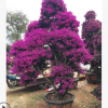 自家百畝紫花三角梅紅花三角梅基地直銷批發 量大從優 規格齊全