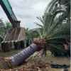 五百畝加拿利海棗基地 一手貨源 專業養護技術指導確保成活率