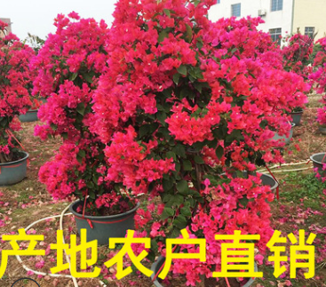 福建三角梅價格 三角梅批發(fā) 三角梅產(chǎn)地 百畝基地 規(guī)格齊全