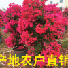 福建三角梅價格 三角梅批發 三角梅產地 百畝基地 規格齊全