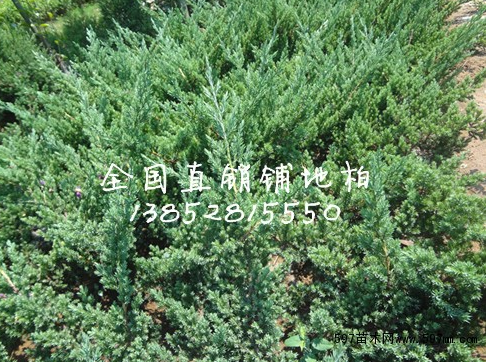 各種榕樹批發(fā) 盆景 樹樁 綠化規(guī)格樹 大型榕樹5cm-150cm