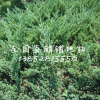 各種榕樹批發 盆景 樹樁 綠化規格樹 大型榕樹5cm-150cm
