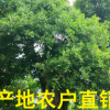 小葉榕盆景 小葉樁景 造型小葉榕 大型小葉榕 農戶基地直銷