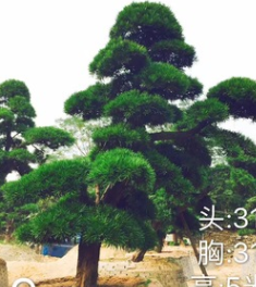 日本羅漢松報價 造型羅漢松 盆景羅漢松直銷 自家東西 歡迎咨詢