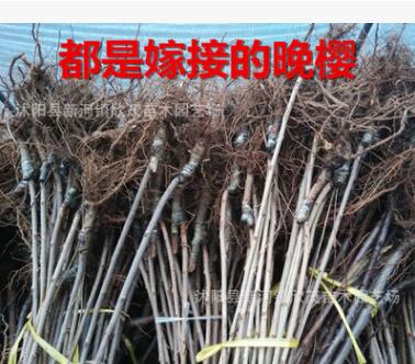 批發櫻花樹苗重瓣日本晚櫻櫻花小苗早櫻當年開花規格齊全