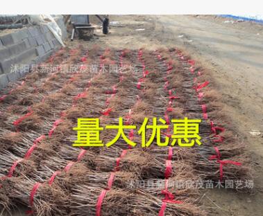 批發銀杏樹苗 銀杏小樹苗綠化苗木占地拆遷白果樹苗規格齊全