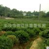 狗骨球 無刺狗骨 別墅綠化 基地直供