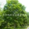 櫸樹 金絲榔 沙榔樹 毛脈櫸 別墅綠化 基地直供