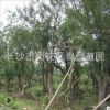 樸樹 黃果 基地直銷 別墅綠化 工程用苗
