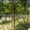 杜英 成活率高 價(jià)格優(yōu)惠 別墅綠華 工程苗 基地直銷