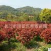 紅葉石楠球 紅葉女貞 規(guī)格齊全 綠化工程 基地直供 別墅綠化