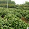 無吃狗骨球 成活率高 價(jià)格優(yōu)惠 別墅綠華 工程苗 基地直銷