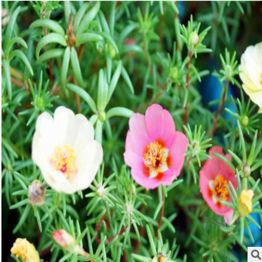 太陽花 山東青州大量供應優質草花太陽花 花色艷麗
