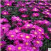 荷蘭菊 山東青州大量供應優質草花荷蘭菊 公園花海租擺系列