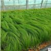 細葉針芒 山東大量供應優質宿根時令草花墨西哥羽毛草 細莖針茅