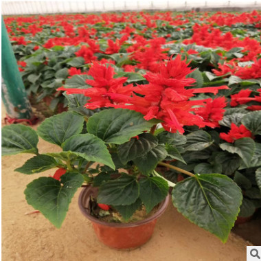 雙色盆一串紅 山東青州大量供應優質租擺草花一串紅 顆型好 苗壯