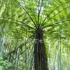 精品展示桫欏樹苗 盆栽樹蕨筆筒樹蕨類植物 恐龍時代活化石