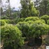 基地種植黃金香柳 千層金 黃金寶樹 園林綠化苗木