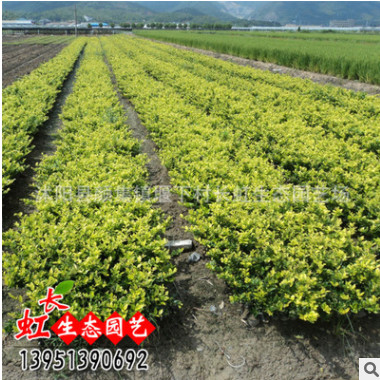 基地大量供應(yīng)綠化苗木 金森女貞球 金森女貞苗 色塊苗木 量大優(yōu)惠