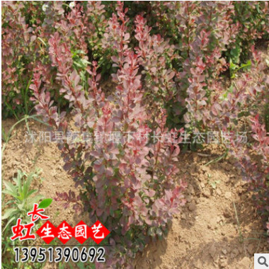 紅葉小檗球 優(yōu)質(zhì)紫葉小檗球 紅葉小波球工程苗 紅葉小檗基地直銷