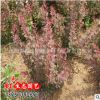 紅葉小檗球 優(yōu)質(zhì)紫葉小檗球 紅葉小波球工程苗 紅葉小檗基地直銷