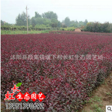批發(fā)南天竹紅天竹天竺 庭院陽(yáng)臺(tái)可觀葉植物花卉 葉色多變