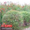 基地出售綠化工程苗 火棘球 火棘小苗 綠化苗木規(guī)格齊全量大優(yōu)惠