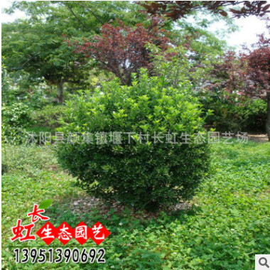 批發(fā)優(yōu)質(zhì)綠化苗木 行道樹(shù) 大葉黃楊球 黃楊苗 規(guī)格齊全 基地直銷