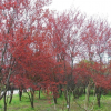 紅葉李