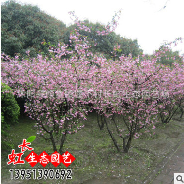 批發(fā)直銷日本櫻花小苗 低價(jià)出售 櫻花種苗 行道樹(shù)工程綠化苗木