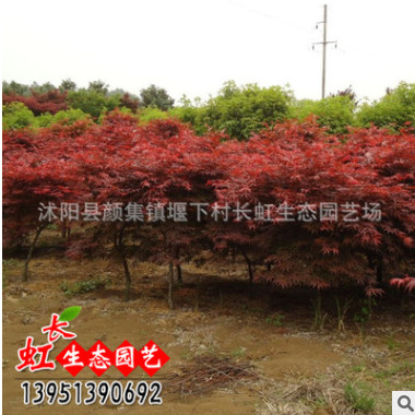 供應(yīng)雞爪槭 綠化小苗 行道樹(shù) 雞爪楓 綠化工程苗木 基地直銷