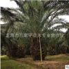 基地大量供應加拿利海棗價格 加拿利海棗直銷