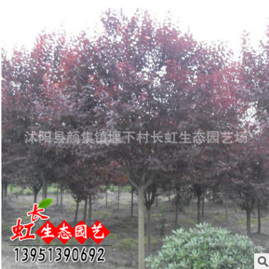 基地批發(fā)綠化苗木 花卉 紅葉李 紫葉李 紫葉李 各種規(guī)格 品種齊全