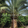 基地種植大型加拿利海棗 加拿利海棗 長葉刺葵