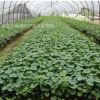 吳風草小杯苗大吳風草草花苗綠化工程色塊苗四季常青綠化苗