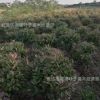 紅葉石楠球 紅葉石楠精品球 紅葉石楠毛球 綠化工程用樹