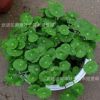 銅錢草大盆苗銅錢草室內景觀綠化工程用苗花海工程苗綠化用苗