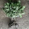 海桐苗海桐樹苗海桐球綠植物圍墻綠籬笆氣味芳香四季常青