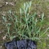 紫葉千鳥花小杯苗紫葉千鳥花草花苗綠化工程色塊苗四季常青綠化苗