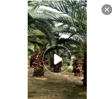 超精品房地產專用加拿利海棗桿高1-3米大批量農戶直銷價 物美價廉