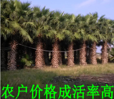 百畝精品粗壯老人葵低價批發，鱗片完整，自家貨源，量大從優