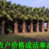 百畝精品粗壯老人葵低價批發，鱗片完整，自家貨源，量大從優