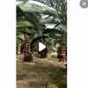 福建耐寒粗壯加拿利海棗桿高0.2-4米百畝基地低價處理，成活率高