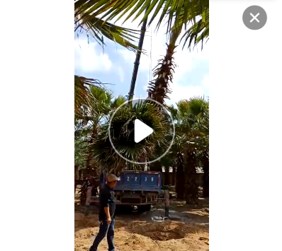 福建耐寒粗壯老人葵桿高1-9米，無病蟲害，自家貨源，農戶價格