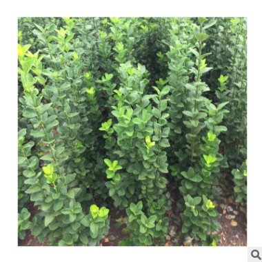 苗圃批發(fā)出售北海道枝繁葉茂生長旺盛工程綠化園林綠化北海道