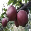 批發(fā)奧紅一號梨樹大苗 次年結(jié)果 口感濃香脆甜 2公分早酥紅梨樹苗
